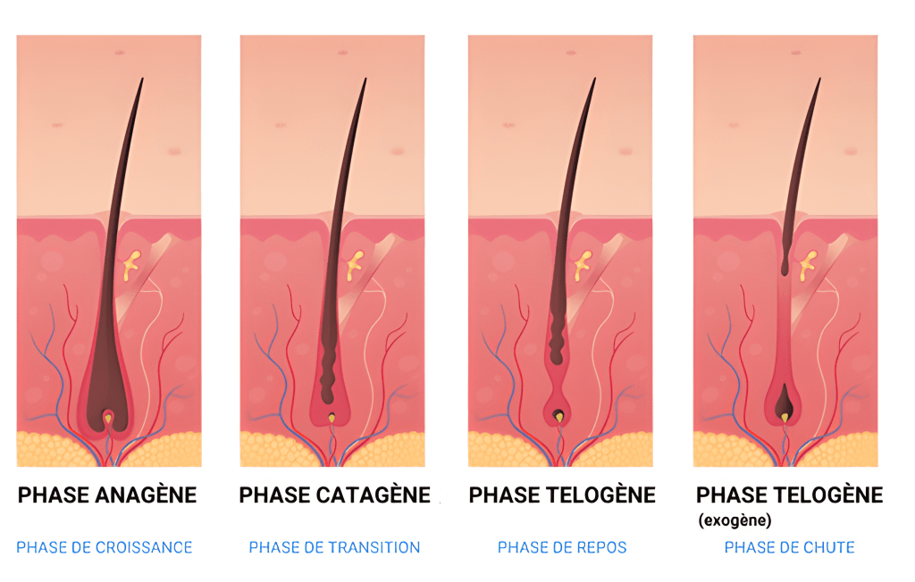 Qu'est ce qu'un greffon ? Décryptage pour comprendre facilement