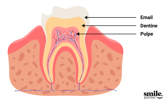 image détaillée et descriptive de la dent avec son email, dentine et la pulpe